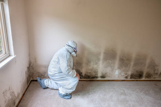 Best Office Mold Removal Services  in Moses Lake North, WA